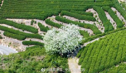茶山上那棵孤独的梨树，快要“走红”了