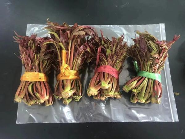 香椿含亚硝酸盐“有毒”？这样简单处理就能安心吃