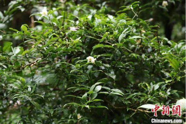 全球最古老柑橘物种之一宜昌橙现身重庆阴条岭