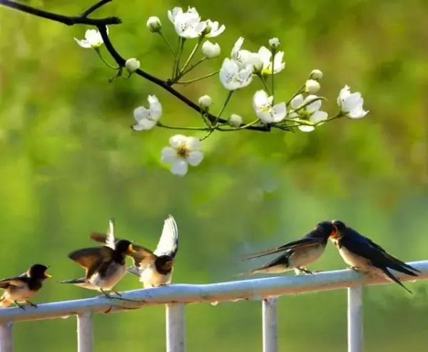 今日春分 | 最是一年春好处，莫负好春光