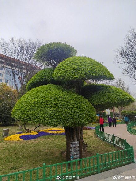 郑州最字辈古树名木