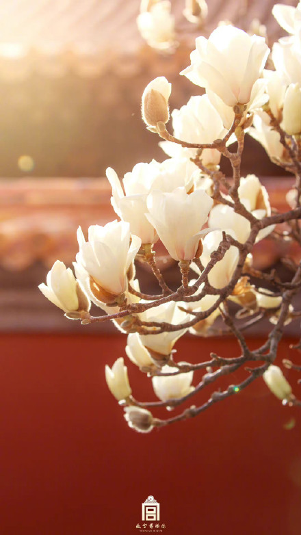 壁纸上新！故宫的春天有多美