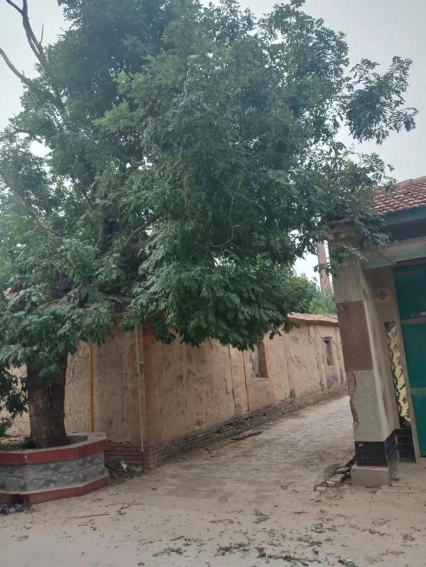 村中百年古槐被撞伤，法院判赔精神损害5000元