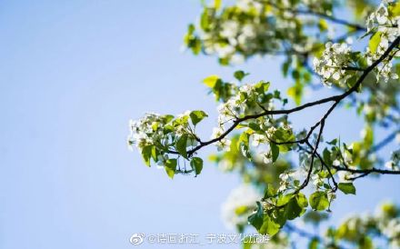 茶山上那棵孤独的梨树，快要“走红”了