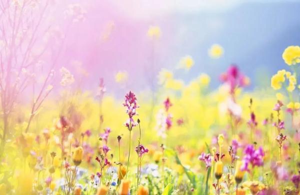 今日春分 | 最是一年春好处，莫负好春光