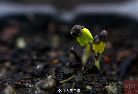 4000粒去过太空的芙蓉种子发芽了 4000粒去过太空的芙蓉种子发芽了