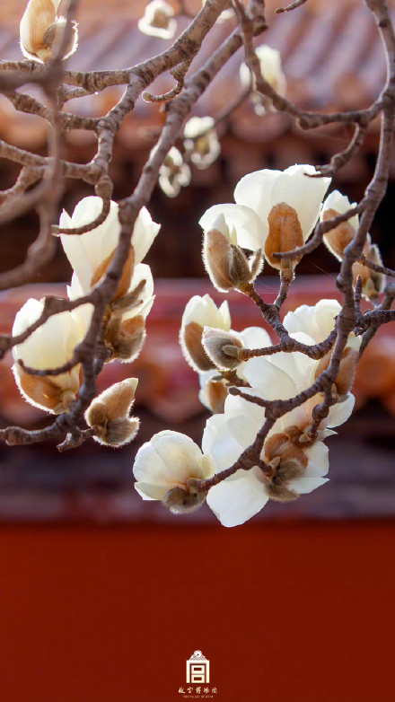 壁纸上新！故宫的春天有多美