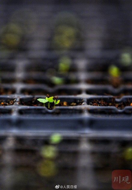 4000粒去过太空的芙蓉种子发芽了 4000粒去过太空的芙蓉种子发芽了