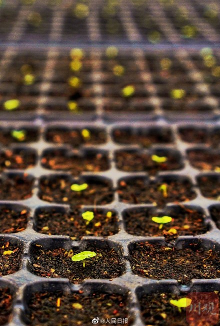4000粒去过太空的芙蓉种子发芽了 4000粒去过太空的芙蓉种子发芽了
