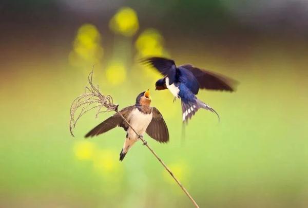 今日春分 | 最是一年春好处，莫负好春光