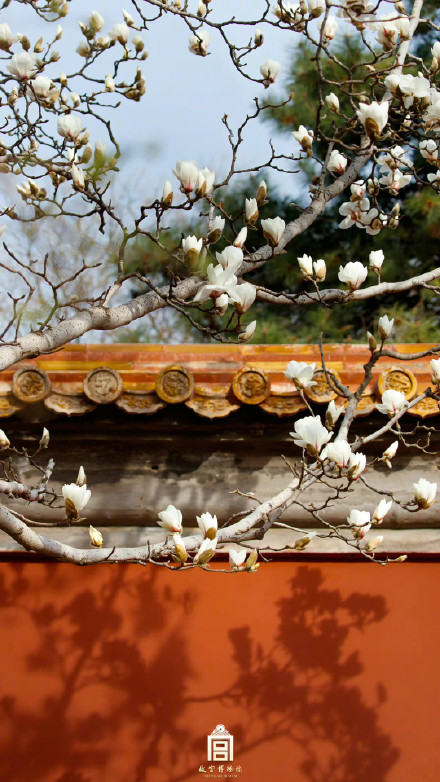 壁纸上新！故宫的春天有多美