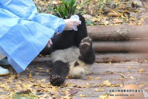 熊猫“宝新”去世？官方：死因正在调查