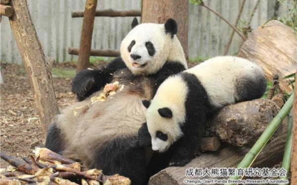 大熊猫“宝新”去世，还不到两岁……“丫丫”也有新消息：回国在即，先到上海