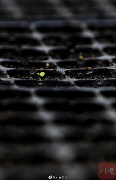4000粒去过太空的芙蓉种子发芽了 4000粒去过太空的芙蓉种子发芽了