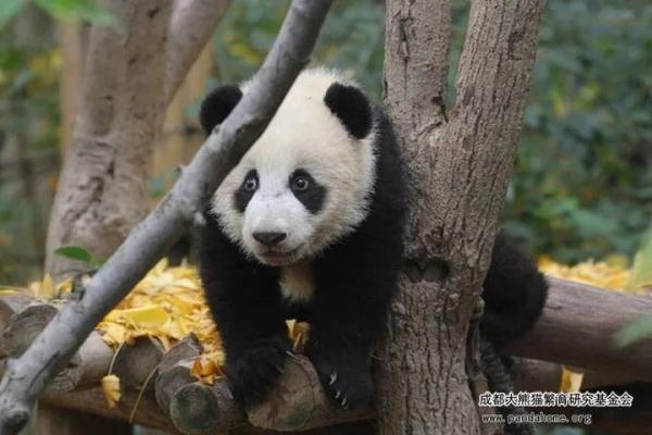 熊猫“宝新”去世？官方：死因正在调查