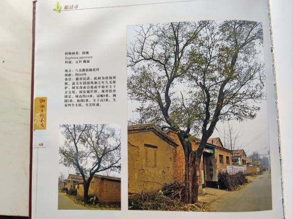 村中百年古槐被撞伤，法院判赔精神损害5000元