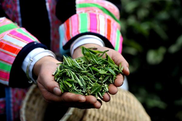贵州望谟：春分时节采茶忙
