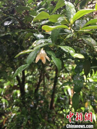 全球最古老柑橘物种之一宜昌橙现身重庆阴条岭