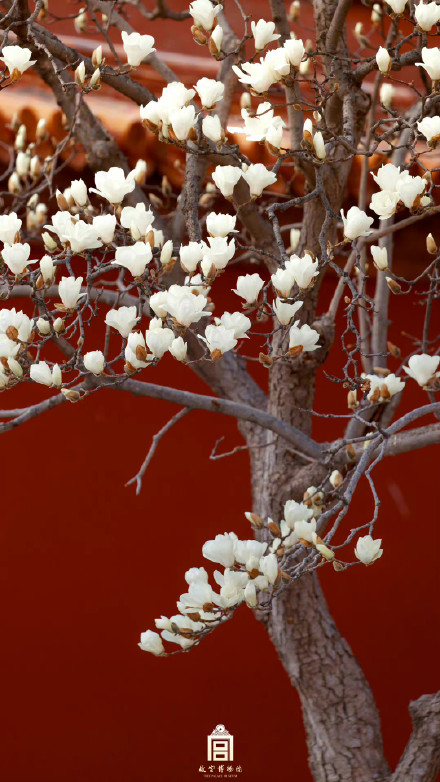 壁纸上新！故宫的春天有多美