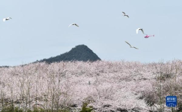贵州:万亩樱花 春日绽放 贵州:万亩樱花 春日绽放