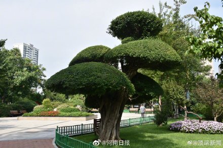 郑州最字辈古树名木