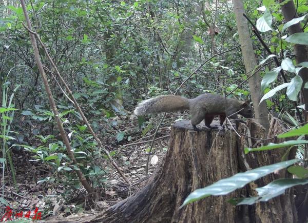 罕见！广东“省鸟”白鹇现身！白云山这些“明星”出没，你见过吗？