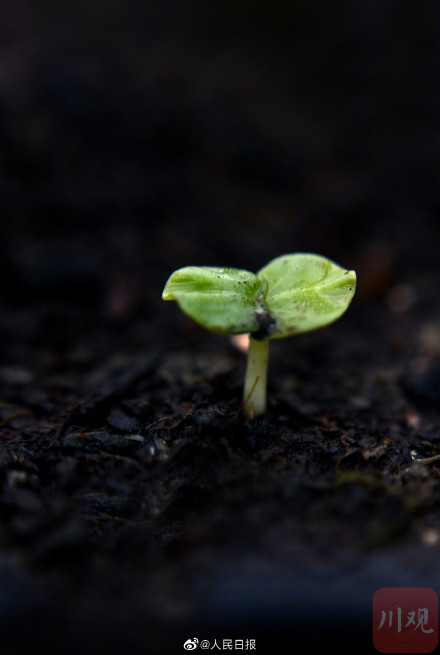 4000粒去过太空的芙蓉种子发芽了 4000粒去过太空的芙蓉种子发芽了