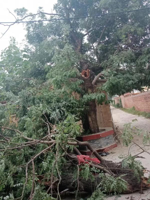 村中百年古槐被撞伤，法院判赔精神损害5000元