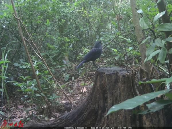 罕见！广东“省鸟”白鹇现身！白云山这些“明星”出没，你见过吗？