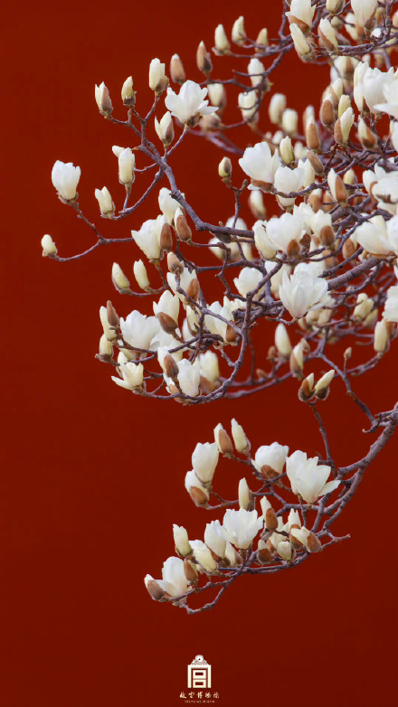 壁纸上新！故宫的春天有多美