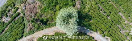 茶山上那棵孤独的梨树，快要“走红”了