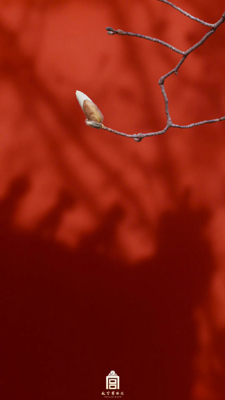 壁纸上新！故宫的春天有多美