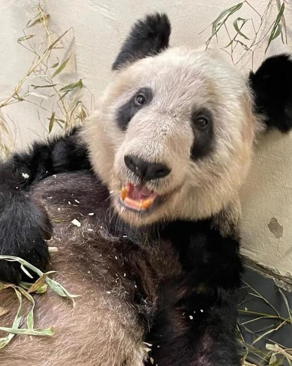 大熊猫“宝新”去世，还不到两岁……“丫丫”也有新消息：回国在即，先到上海