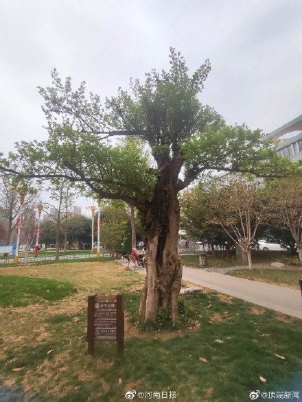郑州最字辈古树名木
