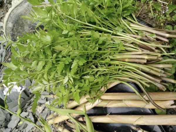 已有多人中毒！近期高发，紧急提醒