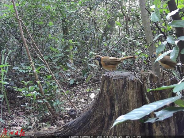 罕见！广东“省鸟”白鹇现身！白云山这些“明星”出没，你见过吗？