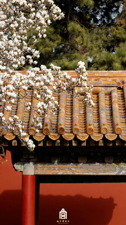 壁纸上新！故宫的春天有多美