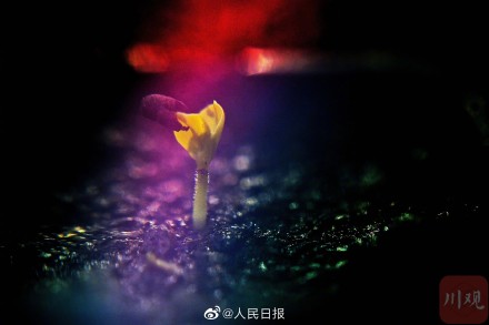 4000粒去过太空的芙蓉种子发芽了 4000粒去过太空的芙蓉种子发芽了