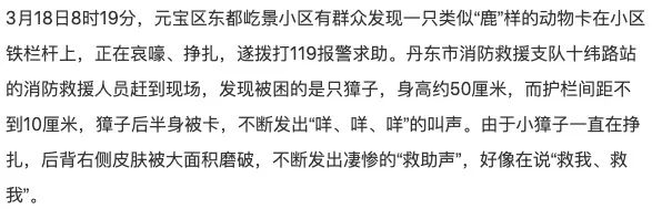 辽宁丹东:小獐子进退两难 消防员助其脱困