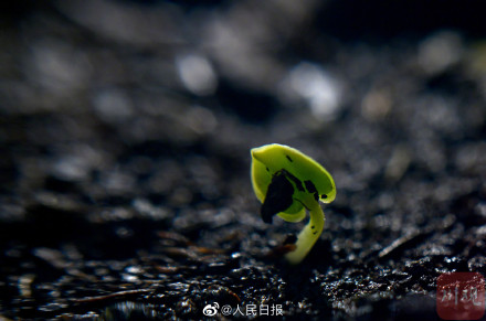 4000粒去过太空的芙蓉种子发芽了 4000粒去过太空的芙蓉种子发芽了