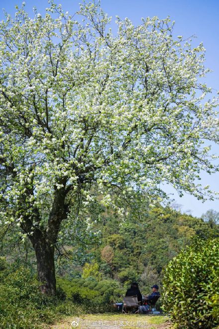 茶山上那棵孤独的梨树，快要“走红”了