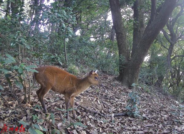 罕见！广东“省鸟”白鹇现身！白云山这些“明星”出没，你见过吗？