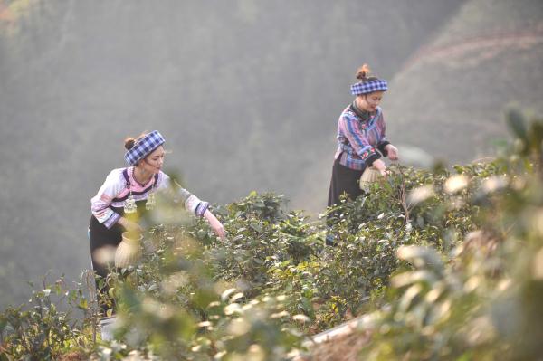 贵州望谟：春分时节采茶忙