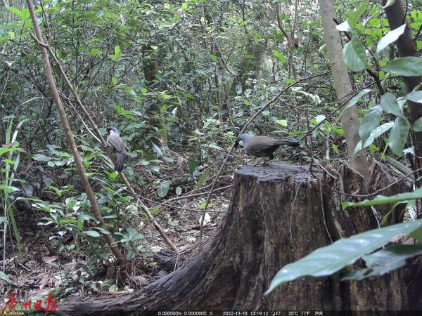 罕见！广东“省鸟”白鹇现身！白云山这些“明星”出没，你见过吗？