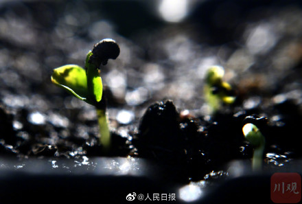 4000粒去过太空的芙蓉种子发芽了 4000粒去过太空的芙蓉种子发芽了