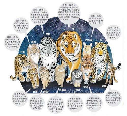 猫科动物“全家福” 您能认出哪几种？