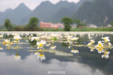 广西澄江河海菜花盛开