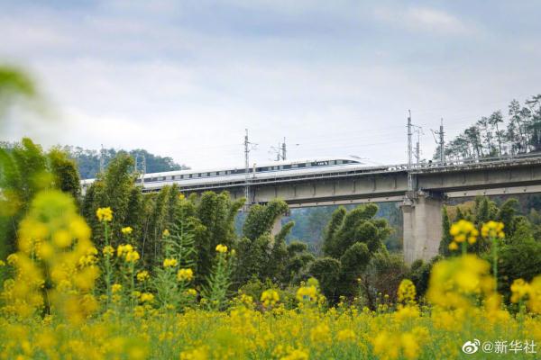 打卡春天里的花海列车