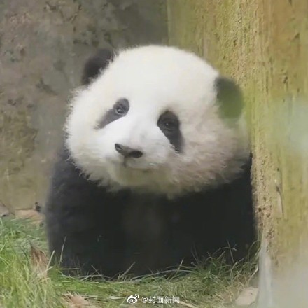 “女顶流”休假结束!大熊猫花花今天营业咯 “女顶流”休假结束!大熊猫花花今天营业咯