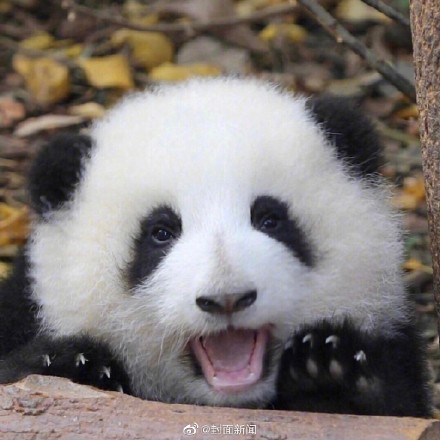 “女顶流”休假结束!大熊猫花花今天营业咯 “女顶流”休假结束!大熊猫花花今天营业咯